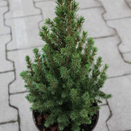 Ель канадская Перфекта (Picea glauca 'Perfecta')