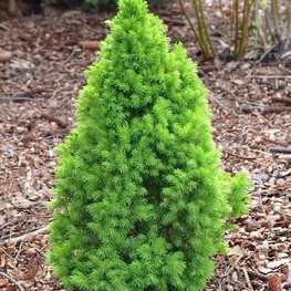 Ель канадская Коника Декабрь (Picea glauca 'Conica December')