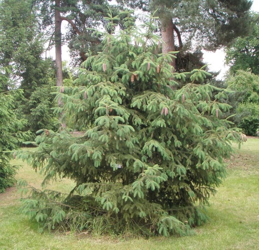 Ель лицзянская Рубесценс (Picea likiangensis 'Rubescens')