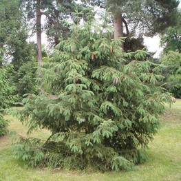 Ель лицзянская Рубесценс (Picea likiangensis 'Rubescens')