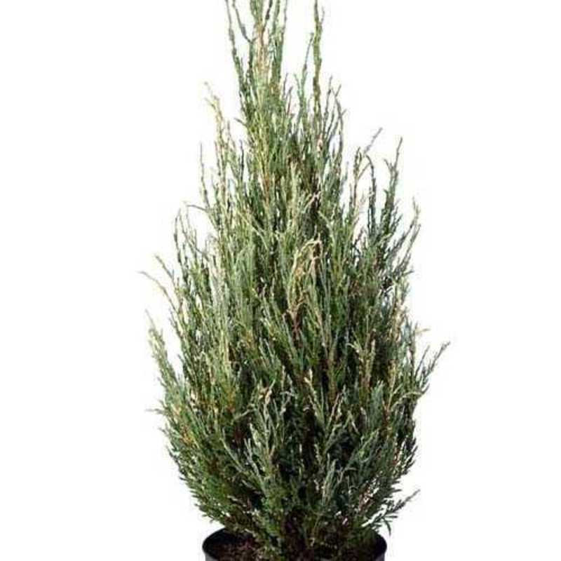 Можжевельник скальный Блю Айвори (Juniperus scopulorum 'Blue Ivory')