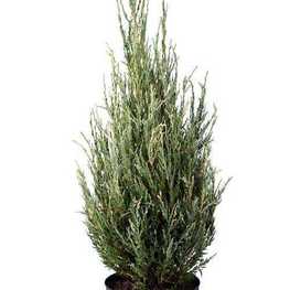 Можжевельник скальный Блю Айвори (Juniperus scopulorum 'Blue Ivory')