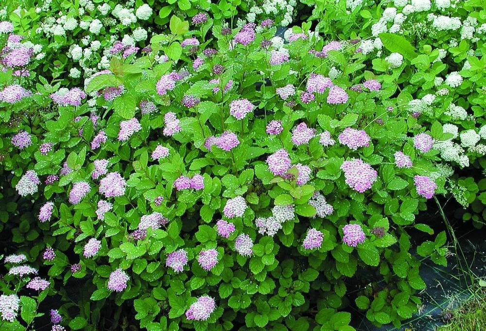 Спирея густоцветковая (Spiraea densiflora)