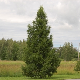 Лиственница сибирская (Larix sibirica)