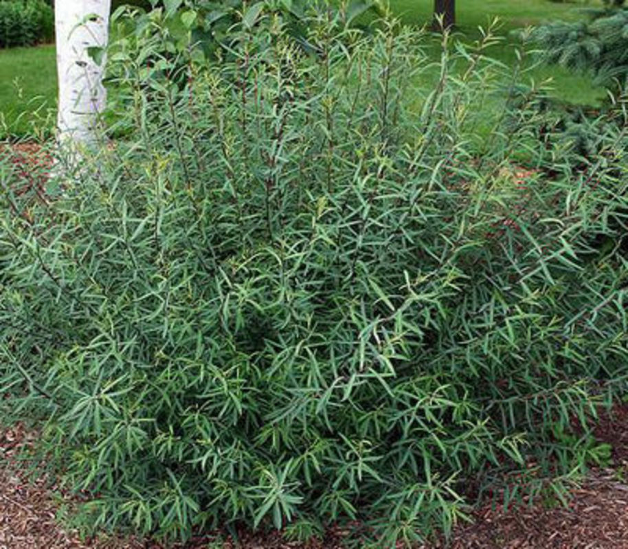 Ива каспийская (Salix caspica)