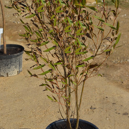 Ива шикотанская (Salix shikotanica)