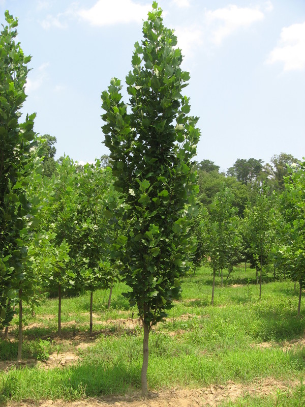 Тополь дрожащий (Populus tremula) (осина)