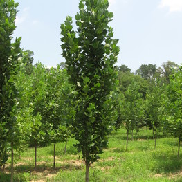 Тополь дрожащий (Populus tremula) (осина)