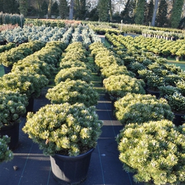 Сосна горная Хампи (Pinus mugo 'Humpy')