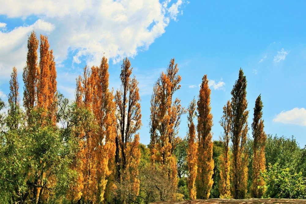 Тополь Пирамидально-осокоревый Камышинский (Populus 'Piramidalno-osokorevyj Kamyshinskij')
