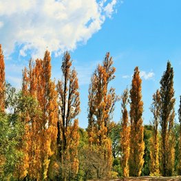 Тополь Пирамидально-осокоревый Камышинский (Populus 'Piramidalno-osokorevyj Kamyshinskij')