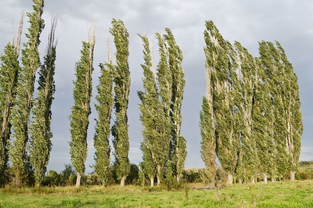 Тополь Памяти Вавилова (Populus 'Pamjati Vavilova')