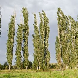 Тополь Памяти Вавилова (Populus 'Pamjati Vavilova')