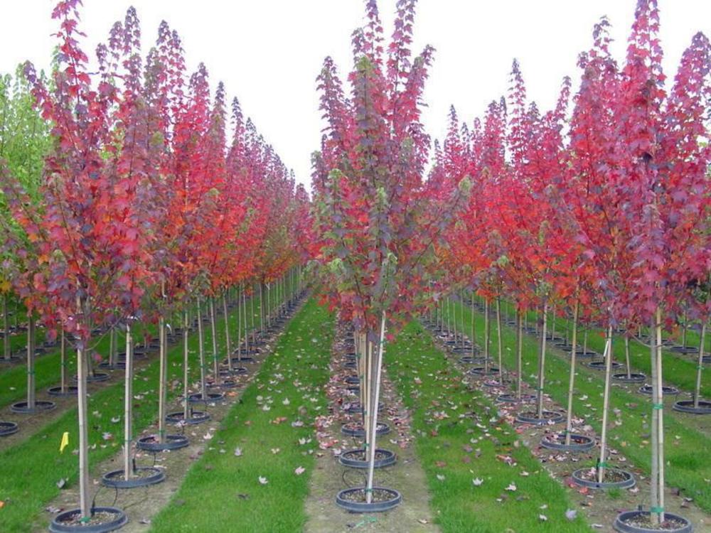 Клен красный Бургунди Бель (Acer rubrum 'Burgundy Belle')