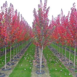 Клен красный Бургунди Бель (Acer rubrum 'Burgundy Belle')