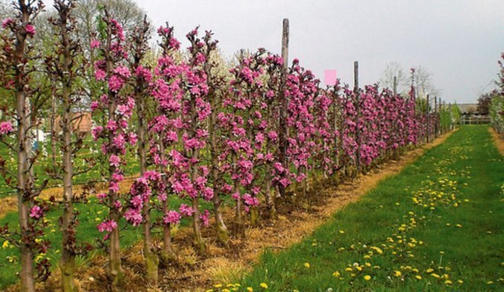 Яблоня Прериефайер (Malus 'Prairifire') (шпалера)
