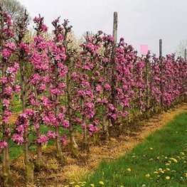 Яблоня Прериефайер (Malus 'Prairifire') (шпалера)