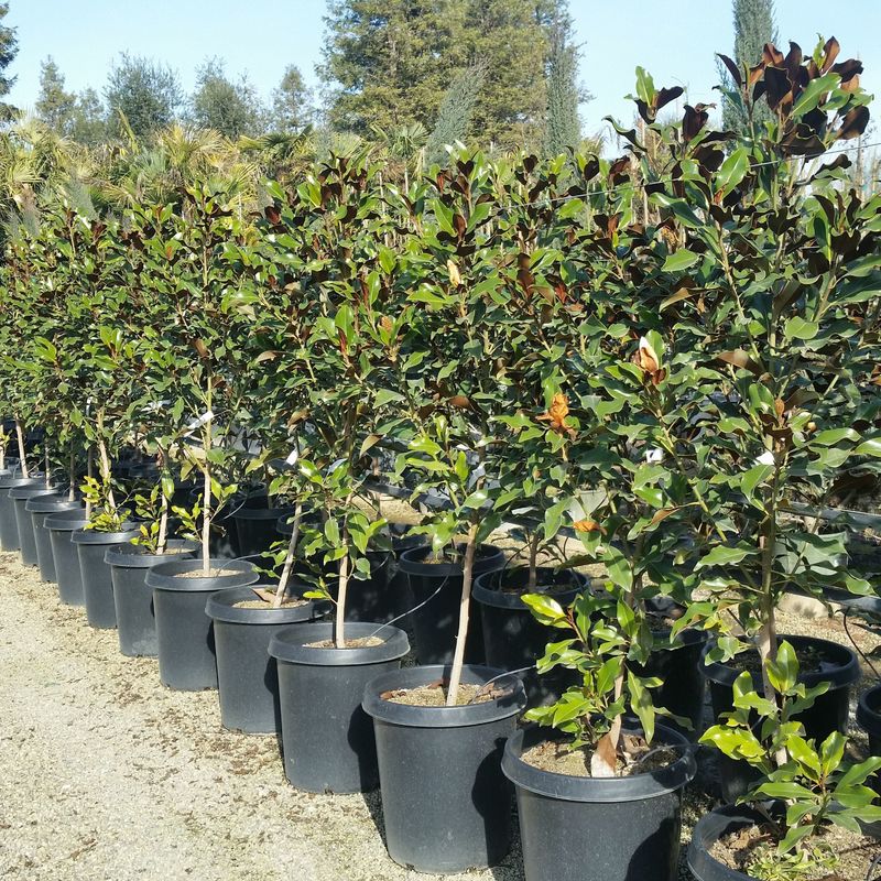 Магнолия виргинская (Magnolia virginiana)