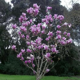 Магнолия Суланжа (Magnolia x soulangeana)