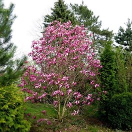 Магнолия Сьюзан (Magnolia 'Susan')