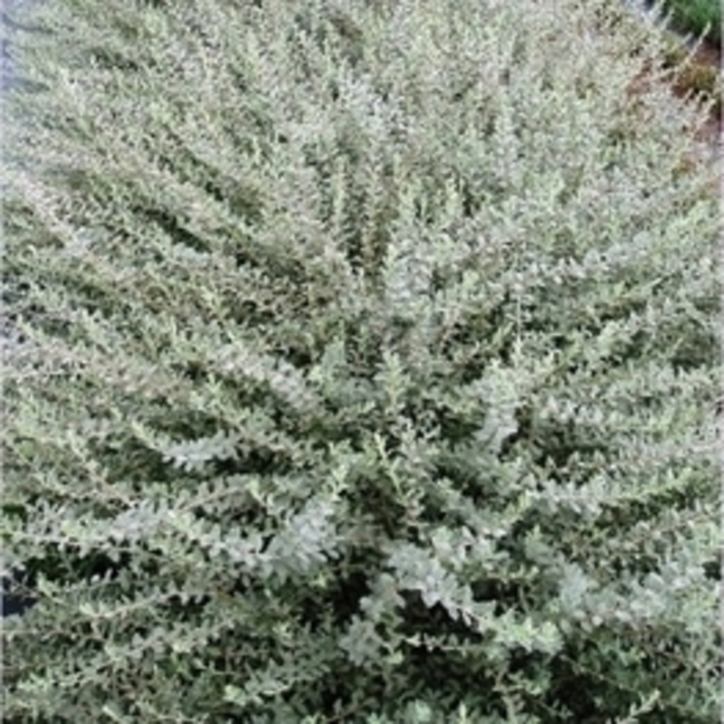 Ива ползучая серебристая (Salix repens var. argentea)