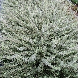 Ива ползучая серебристая (Salix repens var. argentea)