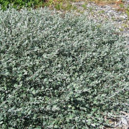 Ива сизая калликарпа Хальт (Salix glauca var. callicarpa 'Halt')