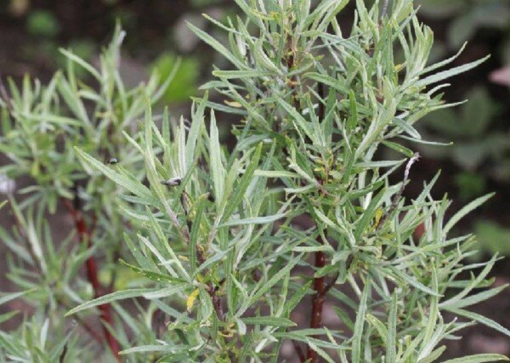 Ива лохолистная (Salix elaeagnos)