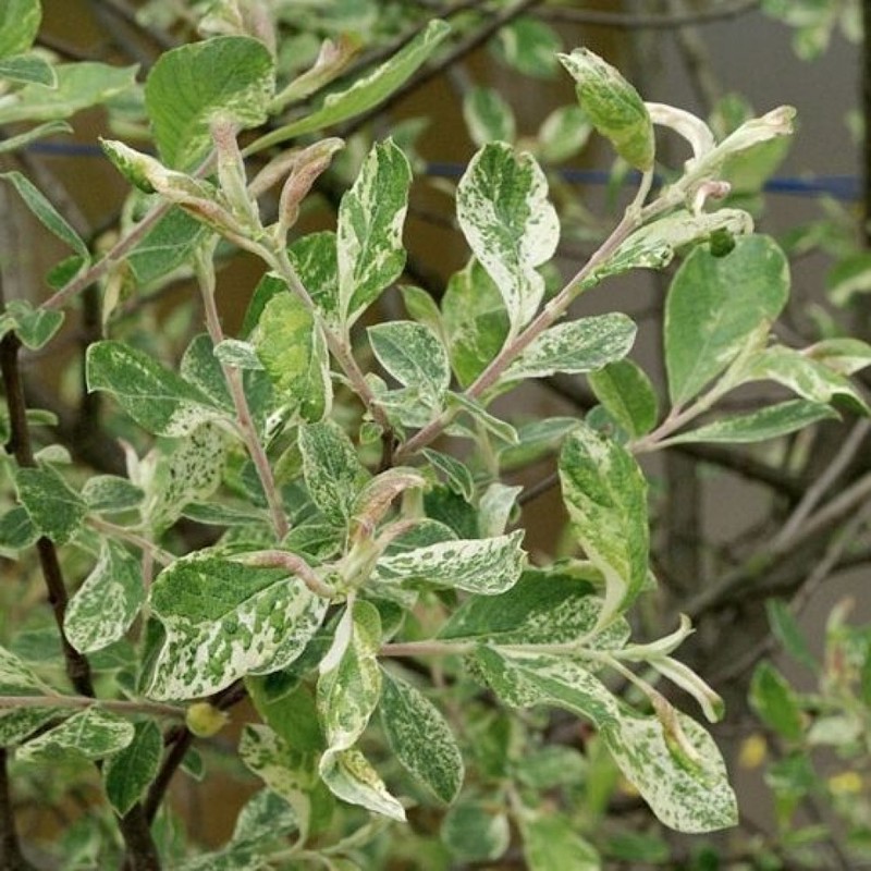 Ива пепельная Триколор (Salix cinerea 'Tricolor')