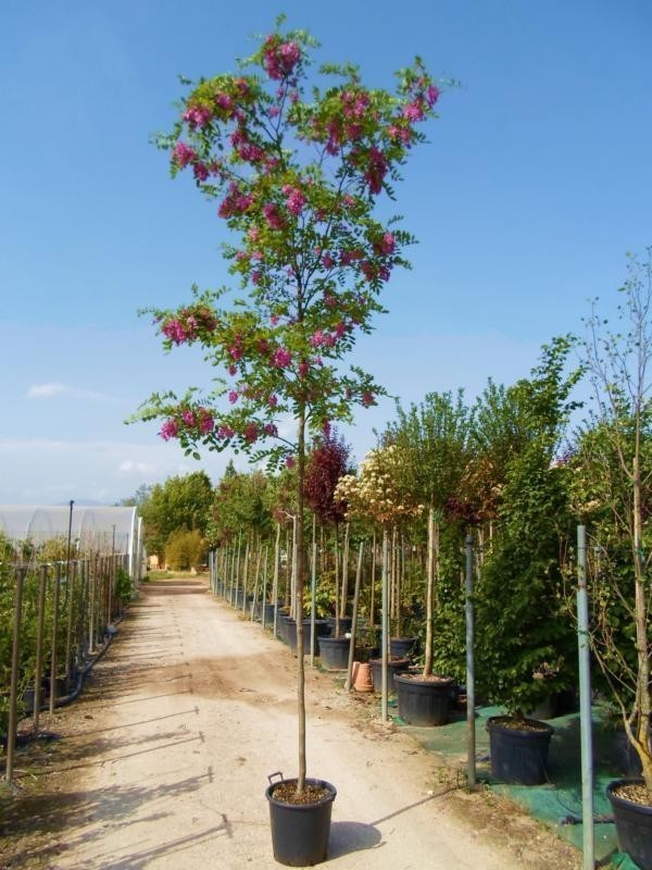 Робиния Маргариты Каске Руж (Robinia x margaretta 'Casque Rouge')