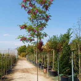 Робиния Маргариты Каске Руж (Robinia x margaretta 'Casque Rouge')