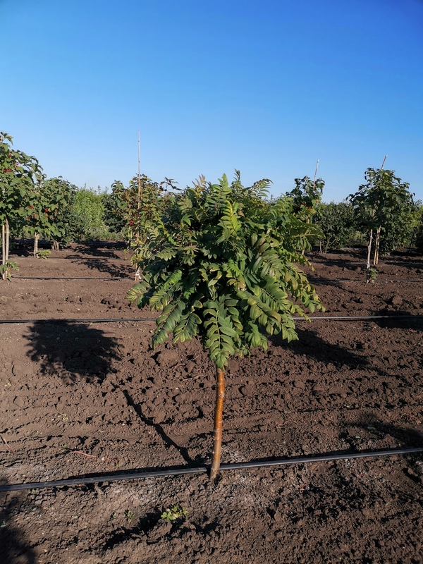 Рябина обыкновенная Глобозум (Sorbus aucuparia 'Globosum')