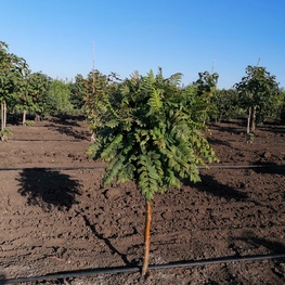 Рябина обыкновенная Глобозум (Sorbus aucuparia 'Globosum')
