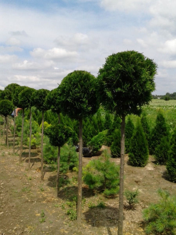 Туя западная Смарагд (Thuja occidentalis 'Smaragd') St Шар