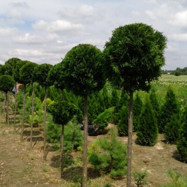 Туя западная Смарагд (Thuja occidentalis 'Smaragd') St Шар
