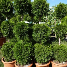 Туя западная Смарагд (Thuja occidentalis 'Smaragd') St Шар