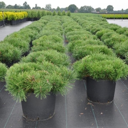 Сосна горная Пумилио (Pinus mugo 'Pumilio')