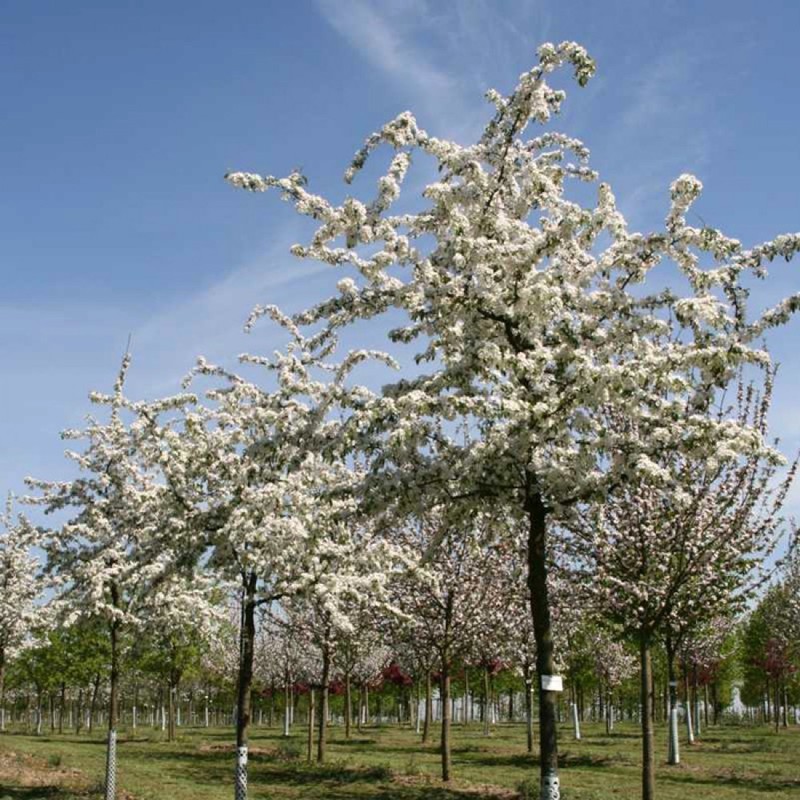 Яблоня декоративная Профессор Шпренгер (Malus 'Professor Sprenger')