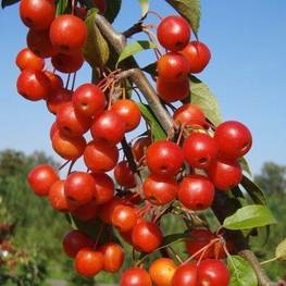 Яблоня декоративная Профессор Шпренгер (Malus 'Professor Sprenger')