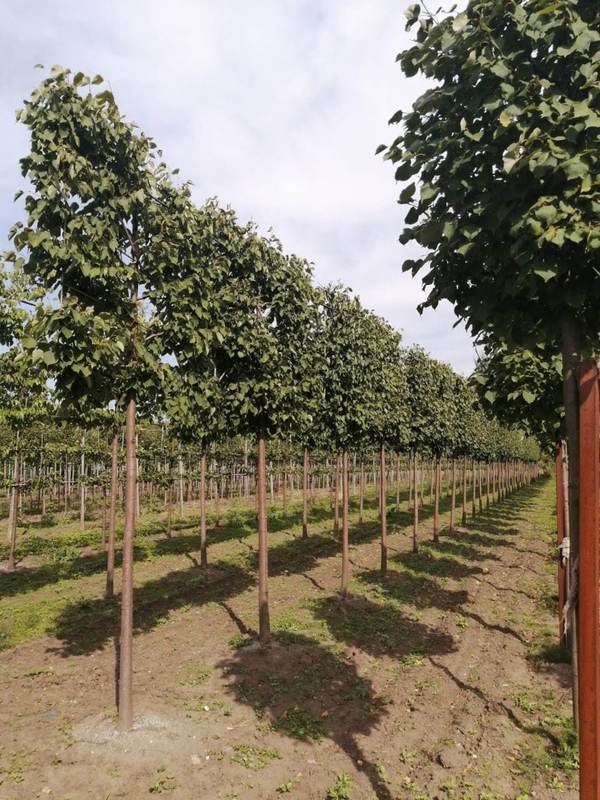 Липа мелколистная Гринспайер (Tilia cordata 'Greenspire') (шпалера)