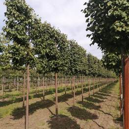 Липа мелколистная Гринспайер (Tilia cordata 'Greenspire') (шпалера)