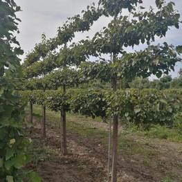 Липа мелколистная Гринспайер (Tilia cordata 'Greenspire') (шпалера)