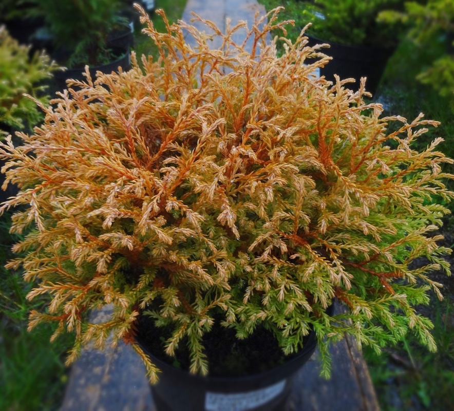 Туя западная Голден Таффет (Thuja occidentalis 'Golden Tuffet')