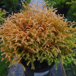 Туя западная Голден Таффет (Thuja occidentalis 'Golden Tuffet')