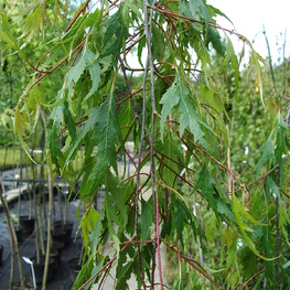 Береза повислая Грацилис (Betula pendula 'Gracilis')