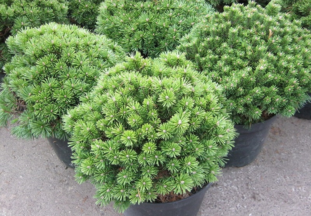 Сосна горная Бенджамин (Pinus mugo 'Benjamin')