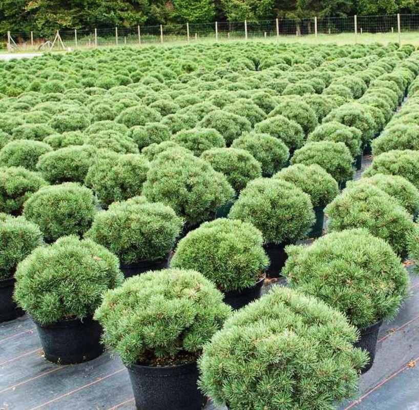 Сосна горная Мопс (Pinus mugo 'Mops')