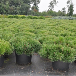 Сосна горная Мугус (Pinus mugo 'Mughus')