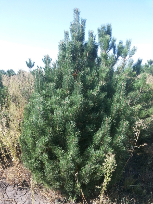 Сосна горная унцината Унцината (Pinus mugo subsp. uncinata)