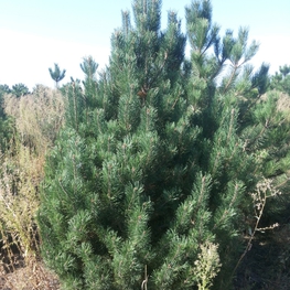 Сосна горная унцината Унцината (Pinus mugo subsp. uncinata)